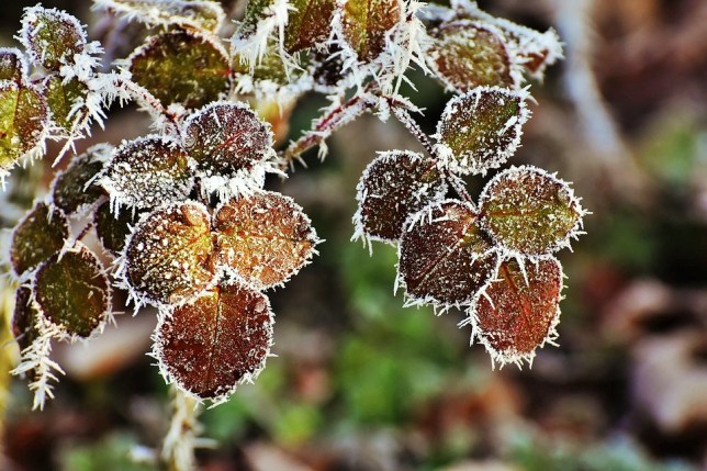 leaves-1944453_960_720